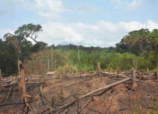 International Day of Forest- efforts needed to restore the integrity of Liberia’s Forests A degraded forest in Liberia