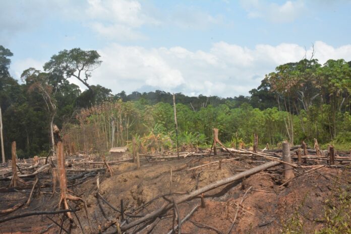 A degraded forest in Liberia