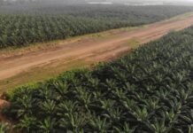 GVL’s Owner Quits Global Forest protection Initiative GVL Plantation