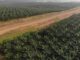 GVL’s Owner Quits Global Forest protection Initiative GVL Plantation