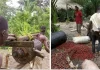 How major Oil Palm Concession in Liberia Violates Villagers’ Rights and Sues Them for Palm Theft Human rights violation at GVL