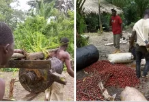 How major Oil Palm Concession in Liberia Violates Villagers’ Rights and Sues Them for Palm Theft Human rights violation at GVL