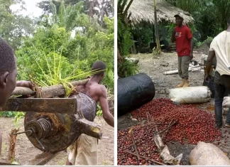 How major Oil Palm Concession in Liberia Violates Villagers’ Rights and Sues Them for Palm Theft Human rights violation at GVL