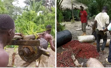 How major Oil Palm Concession in Liberia Violates Villagers’ Rights and Sues Them for Palm Theft Human rights violation at GVL