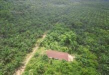 How a Private Palm Plantation fails on promises to citizens in South Eastern Liberia