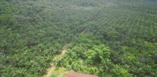 How a Private Palm Plantation fails on promises to citizens  in South Eastern Liberia