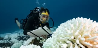 Ocean heat record broken, with grim implications for the planet Heat record