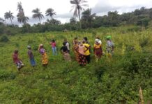 WOCI, Partners Contribute To Responsible Agricultural Investment In Bomi County Through Low-Land Farming Initiative