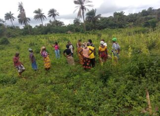 WOCI, Partners Contribute To Responsible Agricultural Investment In Bomi County Through Low-Land Farming Initiative