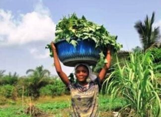 Map Liberia Land Platform and partners to host second National Land conference Photo©: Agro-Tech Business-LIB