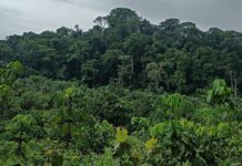 Multinational Stakeholders to Review Payment for Stewardship Project Proposed Krahn Bassa Forest