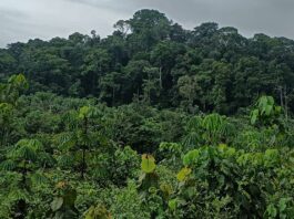 Multinational Stakeholders to Review Payment for Stewardship Project Proposed Krahn Bassa Forest