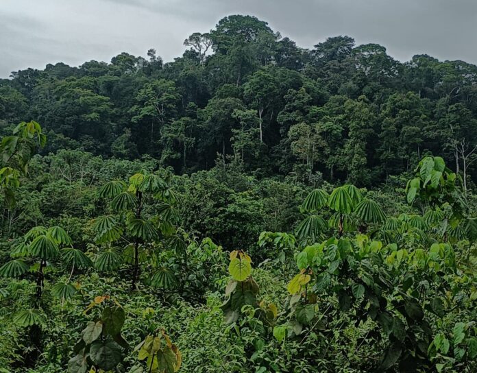 Proposed Krahn Bassa Forest