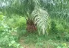 Oil Palm Farmer in Bong County Calls for Ministry of Agriculture Support to Boost Production