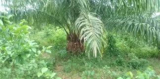 Oil Palm Farmer in Bong County Calls for Ministry of Agriculture Support to Boost Production