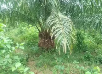 Oil Palm Farmer in Bong County Calls for Ministry of Agriculture Support to Boost Production