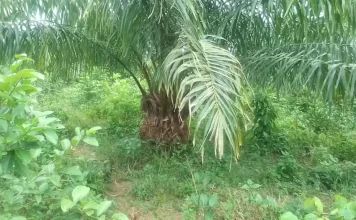 Oil Palm Farmer in Bong County Calls for Ministry of Agriculture Support to Boost Production