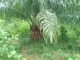 Oil Palm Farmer in Bong County Calls for Ministry of Agriculture Support to Boost Production