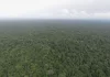 Conservation Group Condemns Proposal to Degazette Liberia’s Sapo National Park, Citing Threats to Global Commitments Sapo National Park aerial view