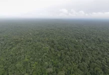 Conservation Group Condemns Proposal to Degazette Liberia’s Sapo National Park, Citing Threats to Global Commitments Sapo National Park aerial view