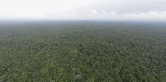 Conservation Group Condemns Proposal to Degazette Liberia’s Sapo National Park, Citing Threats to Global Commitments Sapo National Park aerial view