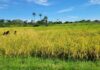 Lofa County University Cultivates 3.5 Hectares of Rice, Advancing Liberia’s Agricultural  Agenda Lofa University Farm