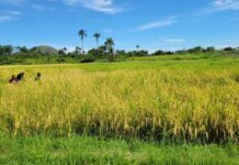 Lofa County University Cultivates 3.5 Hectares of Rice, Advancing Liberia’s Agricultural  Agenda Lofa University Farm