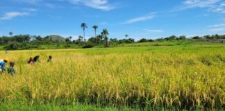 Lofa County University Cultivates 3.5 Hectares of Rice, Advancing Liberia’s Agricultural Agenda Lofa University Farm