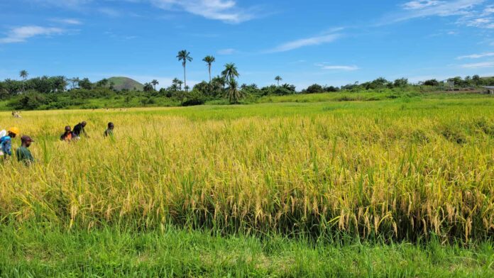 Lofa University Farm