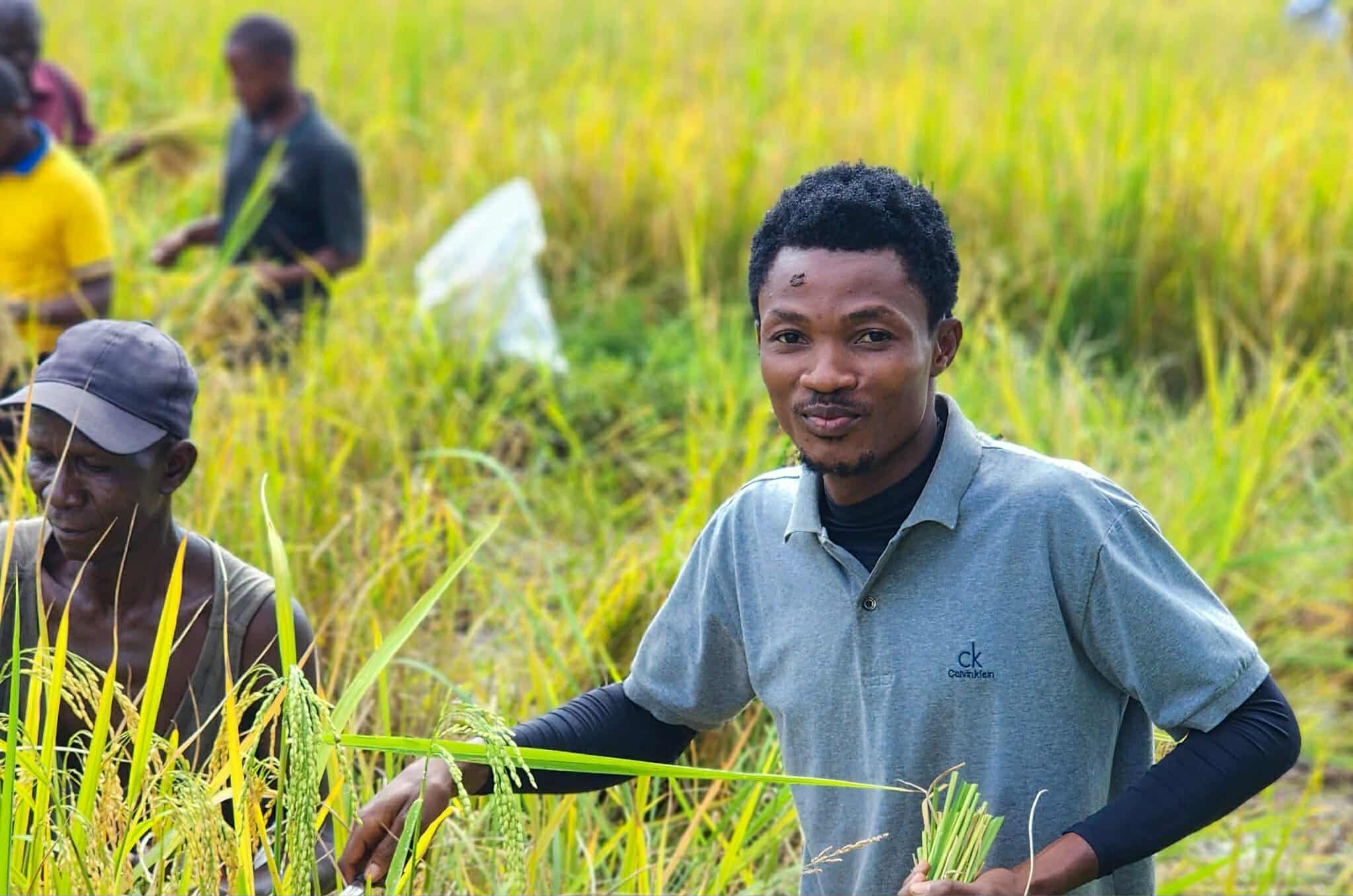 Lofa County University Farm harvest