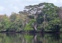 Liberia’s Wetlands are being Daggered Massively: What is EPA Doing?