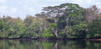 Liberia’s Wetlands are being Daggered Massively: What is EPA Doing?