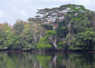 Liberia’s Wetlands are being Daggered Massively: What is EPA Doing?
