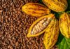 Côte d’Ivoire Cocoa Fund Mismanagement Sparks Strike Threat from Producers