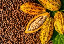Côte d’Ivoire Cocoa Fund Mismanagement Sparks Strike Threat from Producers