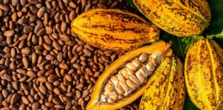 Côte d’Ivoire Cocoa Fund Mismanagement Sparks Strike Threat from Producers