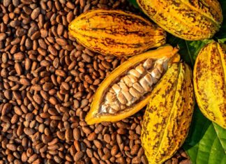 Côte d’Ivoire Cocoa Fund Mismanagement Sparks Strike Threat from Producers
