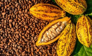 Côte d’Ivoire Cocoa Fund Mismanagement Sparks Strike Threat from Producers