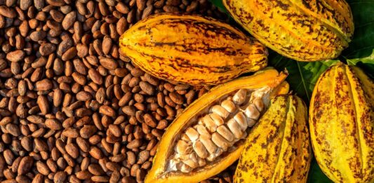 Côte d’Ivoire Cocoa Fund Mismanagement Sparks Strike Threat from Producers