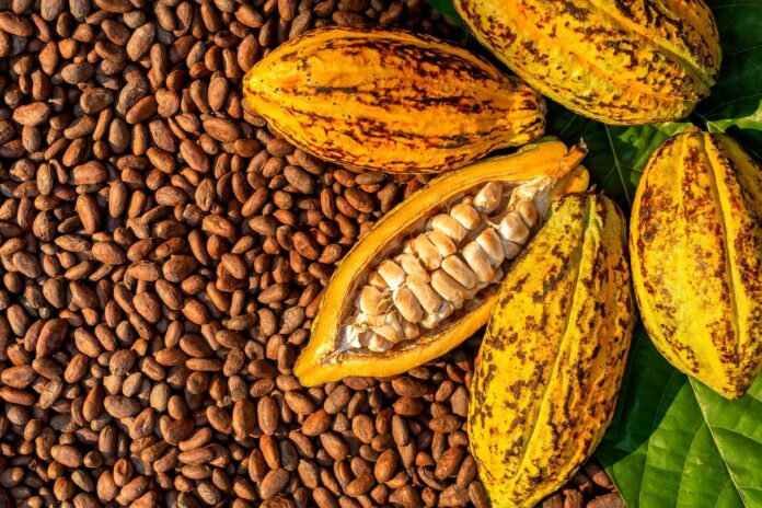 Cocoa beans from Ivory Coast