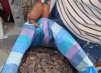 EU-supported Wildlife Crime Taskforce Seizes 735.5 kg of Pangolin Scales Pangolin scales seized in Liberia