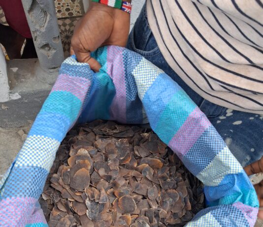 EU-supported Wildlife Crime Taskforce Seizes 735.5 kg of Pangolin Scales Pangolin scales seized in Liberia