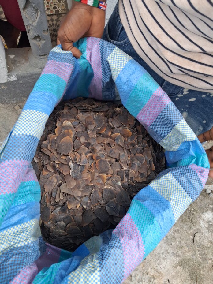 Pangolin scales seized in Liberia