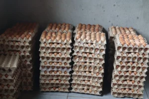 Eggland 