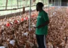 MOA/ RETRAP Revives Eggland Liberia Poultry Farm After 20 Years, Creating Jobs and Boosting Local Egg Production Eggland