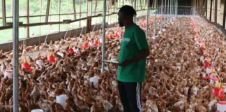 MOA/ RETRAP Revives Eggland Liberia Poultry Farm After 20 Years, Creating Jobs and Boosting Local Egg Production Eggland
