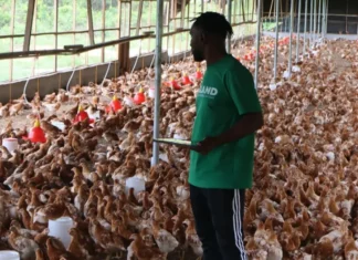 MOA/ RETRAP Revives Eggland Liberia Poultry Farm After 20 Years, Creating Jobs and Boosting Local Egg Production Eggland