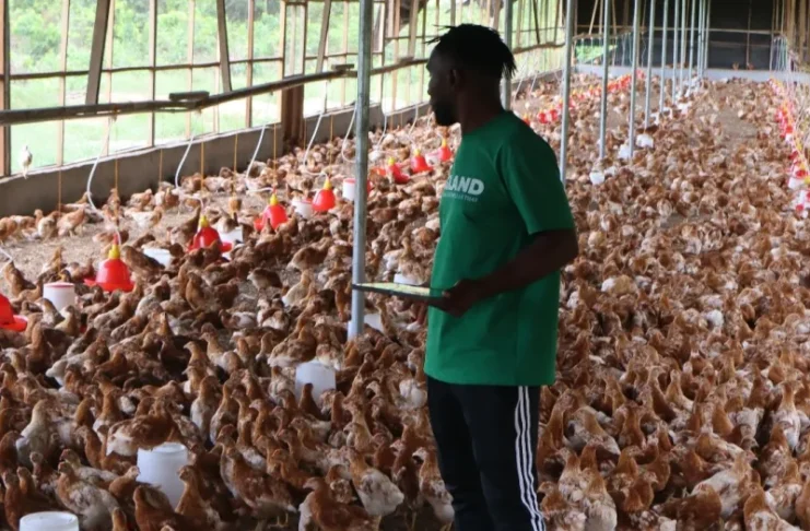 MOA/ RETRAP Revives Eggland Liberia Poultry Farm After 20 Years, Creating Jobs and Boosting Local Egg Production Eggland