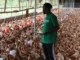 MOA/ RETRAP Revives Eggland Liberia Poultry Farm After 20 Years, Creating Jobs and Boosting Local Egg Production Eggland