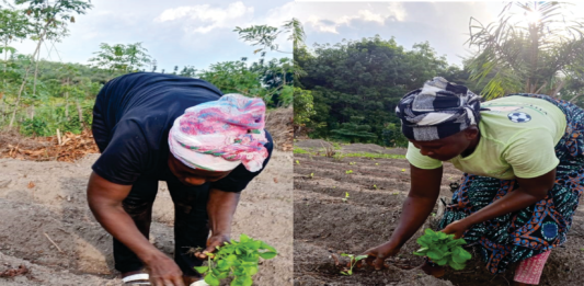 Reform for Rural Initiative, MAP Liberia Land Platform, Partners Mark International Year of Women Farmers MAP Liberia